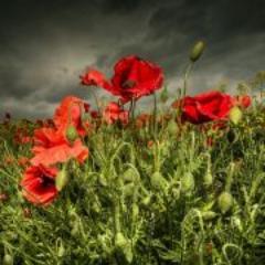 bandoflowers's profile picture. 