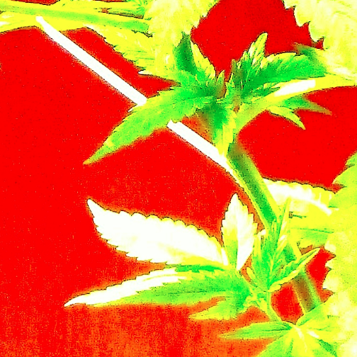 ganja_blujay's profile picture. one love comes from seeking harmony with the infinite