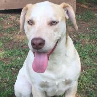 Leo (@iamleodog) 's Twitter Profile