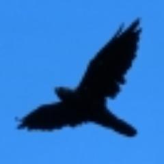 RDBVisComm's profile picture. Instructor - Visual Communications @ Ivy Tech Community College