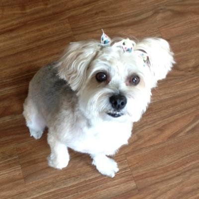After 7+ yrs in sunny SD, my human thought it would be a great idea to move away. She also decided it was time for me to do something. So here I am, on Twitter.