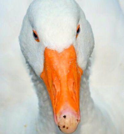 AngeliqueLemme1's profile picture. x