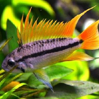 Setting up your aquarium, fish species, fish diseases, water conditioning, everything you need to know about tropical fish.