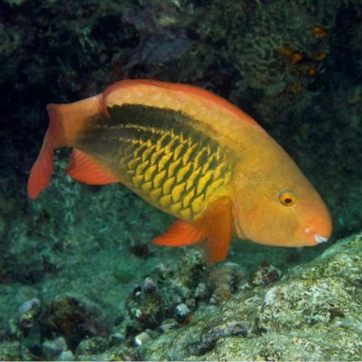 Our research focuses on the evolution and ecology of coral reef fishes. aka @ReefFunctionHub.
Profile photo credit: J Krajewski.