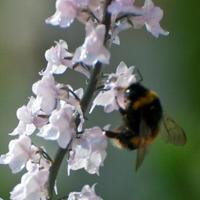 Friars Gardens W3 (@friarsgardensw3) 's Twitter Profile Photo