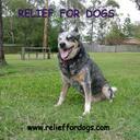 Craig Peebles - @relieffordogs - Twitter