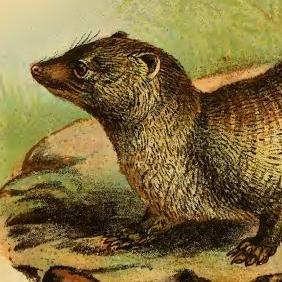 I am not a twitterbot. I am a little extra, extra clever mongoose.
