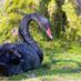 Black Swan (@blackswan171) Twitter profile photo