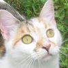 On the internet, everyone knows I'm a cat.