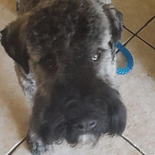 Winston is a 9 m/o Bouvier Des Flandres Dog. He disappeared from garden in Chobham-Surrey this morning 16/07/15. Please help raise awareness and get him home!