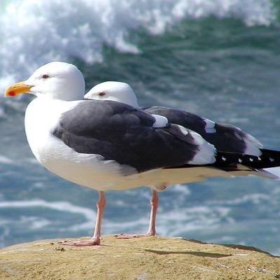 SeatackAADA's profile picture. 