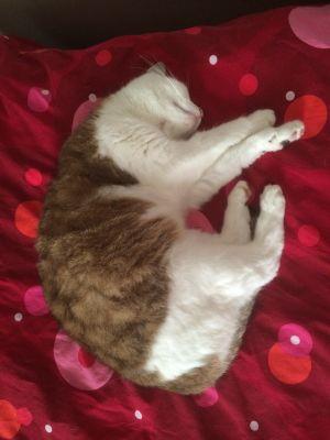 CalotLaget's profile picture. un seul profil, le droit, le côté gauche n'est pas montrable