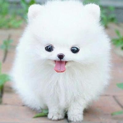 ポメラニアン子犬画像bot Puppypomeranian Twitter