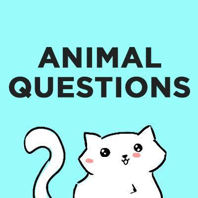 Demanding answers from hippos to hamsters. 
(By @samimain for @BuzzFeedAnimals)
