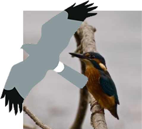 Interested in bird watching wildlife , and just being outdoors and taking photos of birds and other wildlife when I can. Also interest in Noc Mig ,Moths, Bees