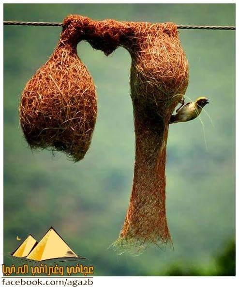 alialamre2's profile picture. 