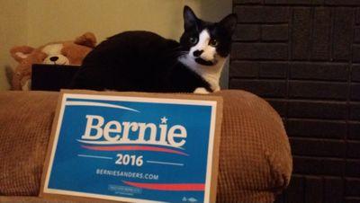 We are #FelineTheBern