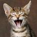 Funny Kittens (@kittens_funny) Twitter profile photo