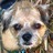 roccopet's profile image