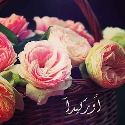 KokoKoki14's profile picture. 