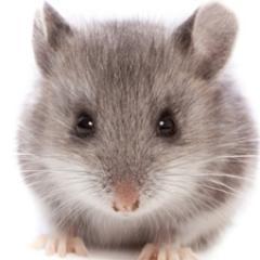 McMasterMice's profile picture. Cheese lover. Snack scavenger. People pleaser. @McMasterU nest-maker. Squeaks are my own.