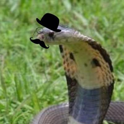 austin cobra austin cobra twitter
