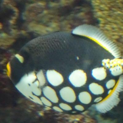 mod_tool's profile picture. ベイングローリー 頑張ってる