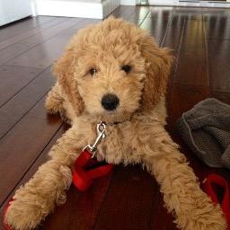 PupParade's profile picture. Just blessing your timeline