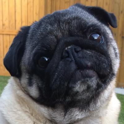 bazylinj's profile picture. The cutest, most lovable pug in the entire world! ❤️❤️Follow me on my adventure!❤️❤️