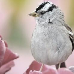 TulipsSparrows Profile Picture