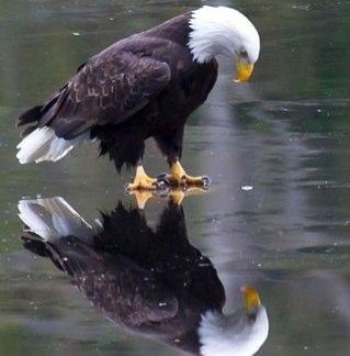 Lumberjacklevi's profile picture. 