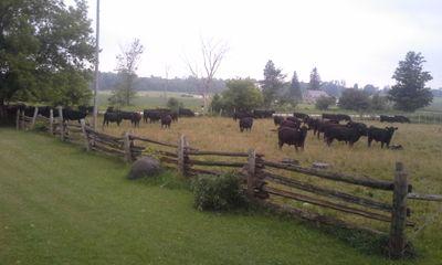 Beef farming in Grey County,  Married to Shannon proud father of 3 great children. Keep smiling makes people wonder what you have been up to. '86 CCAT grad.