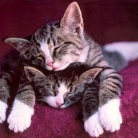 猫とメンズエステ好きなオス (@12_kdtr) 's Twitter Profile