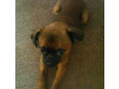 James Mamone - @KibbleM - Twitter