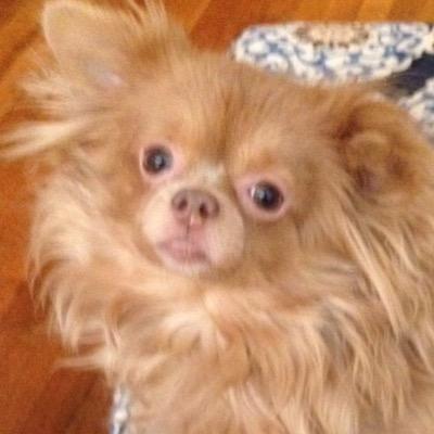 Zacharyprimal's profile picture. hello and welcome to my twitter account talk to me about anything you want to talk about.