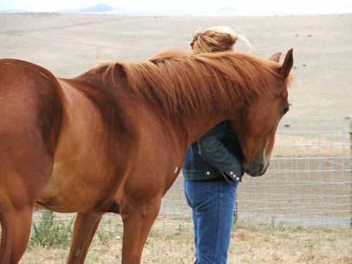 EquineGuide's profile picture. Medicine Horse Ranch- The Center for Equine Guided Learning   

Horse Sense for the 21st Century