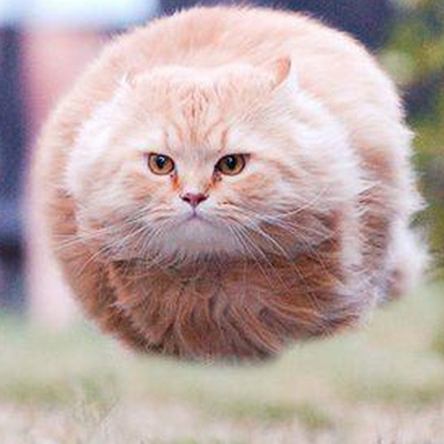 猫ミサイル Gvp Twitter
