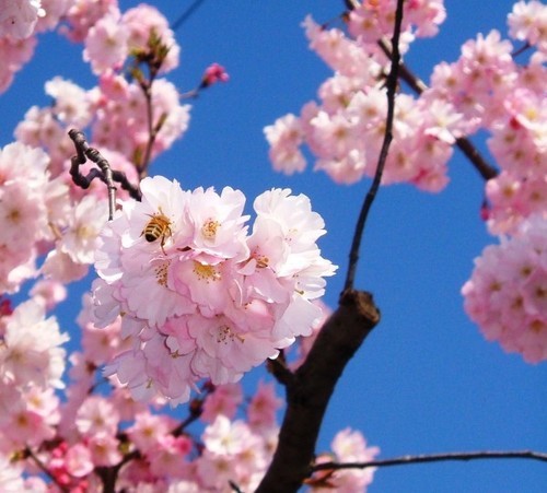 Follow me on twitter if you love cherry blossoms or hit like on my facebook page..Lots of wonderful pictures for you! ^_^