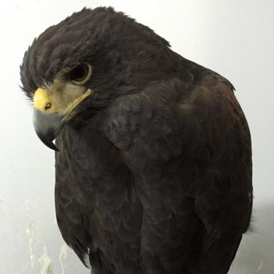 umochan1's profile picture. 