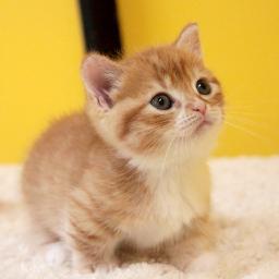 わらってね動画 ｍ１優勝ネタ 街頭インタビュー サンドウィッチマン T Co Udnpmqvc2m