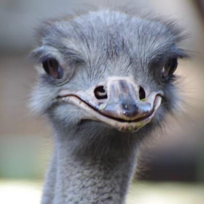 ami_senden's profile picture. あみぐるみ宣伝部の主任。 2015年10月16日、日本あみぐるみ協会公認となった、ただのダチョウです。2019年の査定で昇進に3分の2以上の同意が得られなかったダチョウです。あみぐるみ以外に同胞(ダチョウ)の姿をRPします。