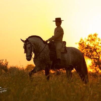 YeguadaALGAIDA1's profile picture. xLa Yeguada Algaida inicia su selección de caballos Pura Raza Española con raíces en Origen Cartujano y la típica morfología del Caballo Andaluz .
