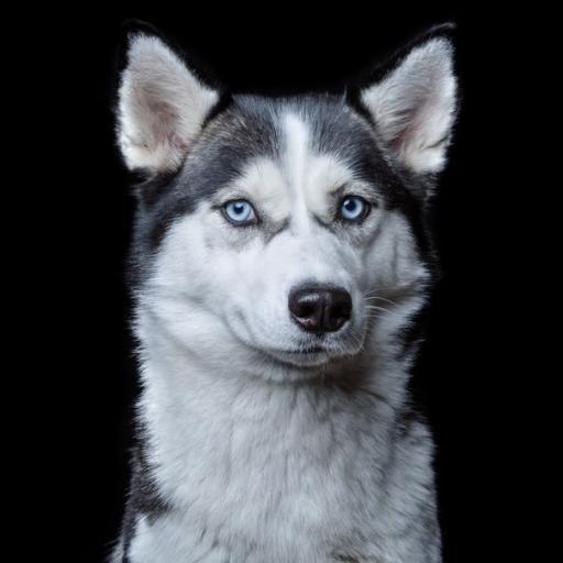 Husky_Ekko's profile picture. 