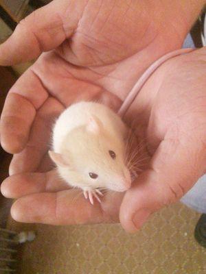 Small home based rattery. Our goal is to breed healthy rats with great temperament. Feel free to contact us for more info or to adopt a baby!