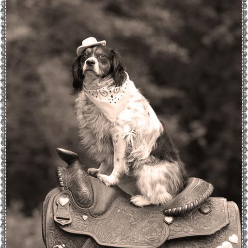 cowbellesgifts's profile picture. For Heart & Home.  
Soquel