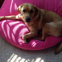 Stellfox (@marshastellfox) 's Twitter Profile