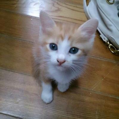 kokoro1311041's profile picture. 