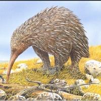 Stewart Nicol (@topechidna) 's Twitter Profile