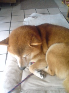 hisuino's profile picture. 会社員10年目。頑張ります。／愛知：幸田中→岡崎高校→京都：同志社経済／中高：剣道部(2段) 大学：こまくさ(合唱)／名北2→愛知2→愛知1→千葉2