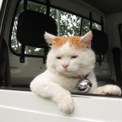 ねこをもふもふしたい Sai To The Kou Twitter
